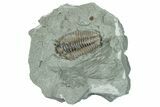 Bargain, Prone Flexicalymene Trilobite Fossil - Indiana #289958-1